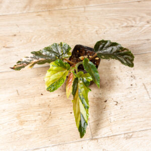 Begonia ginny galaxy 002B WYSIWYG