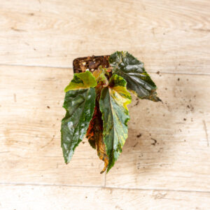 Begonia ginny galaxy 003B WYSIWYG