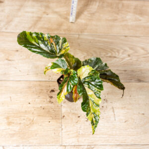 Begonia ginny galaxy 005B WYSIWYG