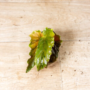 Begonia ginny galaxy 006B WYSIWYG