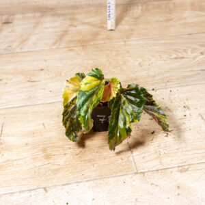 Begonia ginny galaxy 007B WYSIWYG