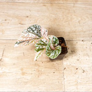 Begonia snow capped variegata 001A