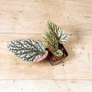 Begonia snow capped variegata 002A