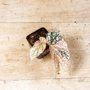 Begonia snow capped variegata 003A