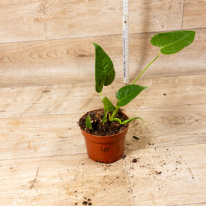 Anthurium veitchii 004F WYSIWYG