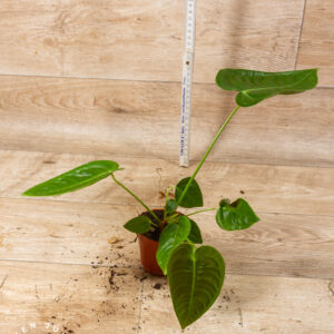 Anthurium veitchii 004A WYSIWYG