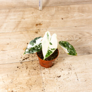 Alocasia Frydek Variegata 004F WYSIWYG