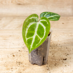 Selected Anthurium Michelle X (A. Dark Mama x Michelle) 1