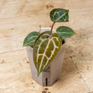 Selected Anthurium Michelle X (A. Dark Mama x Michelle) 2