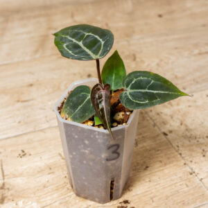 Selected Anthurium Michelle X (A. Dark Mama x Michelle) 3