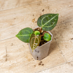 Selected Anthurium Michelle X (A. Dark Mama x Michelle) 4