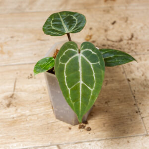 Selected Anthurium Michelle X (A. Dark Mama x Michelle) 5