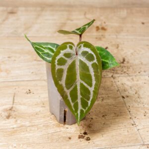 Selected Anthurium Michelle X (A. Dark Mama x Michelle) 6