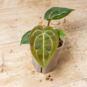 Selected Anthurium Michelle X (A. Dark Mama x Michelle) 7