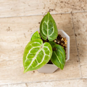 Selected Anthurium Michelle X (A. Dark Mama x Michelle) 8