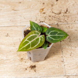 Selected Anthurium Michelle X (A. Dark Mama x Michelle) 9