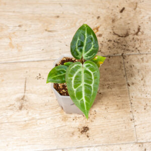 Selected Anthurium Michelle X (A. Dark Mama x Michelle) 10