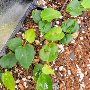 (A. Dark Mama x Michelle) X Anthurium Michelle