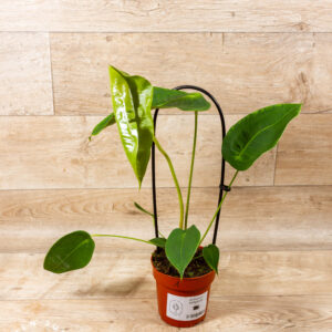 Anthurium peltigerum 001