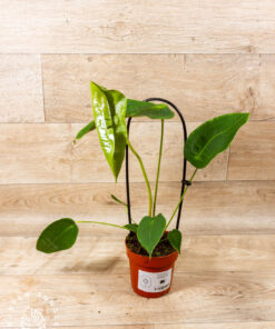 Anthurium peltigerum 001