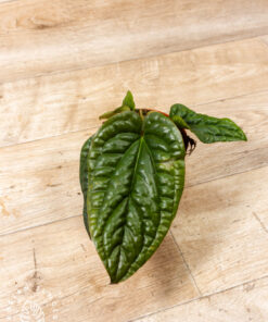 Anthurium luxurians x radicans 001
