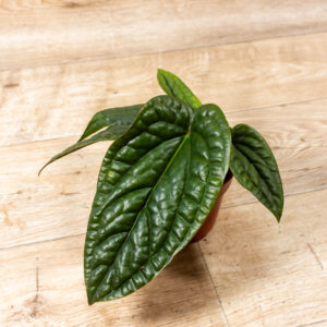 Anthurium luxurians x radicans 002