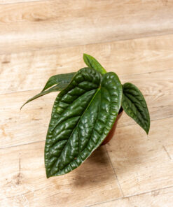 Anthurium luxurians x radicans 002