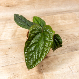Anthurium luxurians x radicans 003