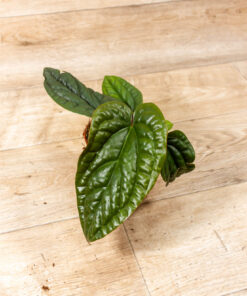 Anthurium luxurians x radicans 003