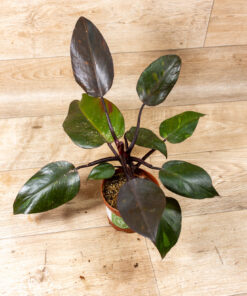 Philodendron orange princess 001