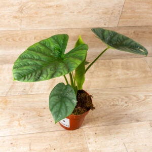 Alocasia lukiwan 001