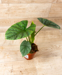 Alocasia lukiwan 001