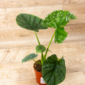 Alocasia lukiwan 002