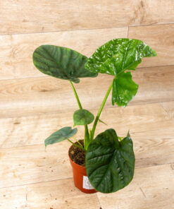 Alocasia lukiwan 002
