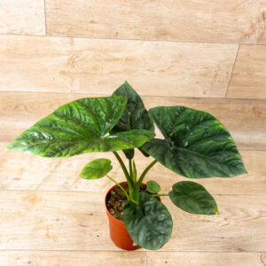 Alocasia lukiwan 003