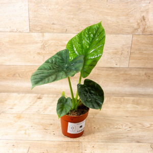 Alocasia lukiwan 004