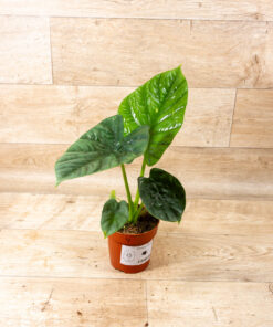 Alocasia lukiwan 004