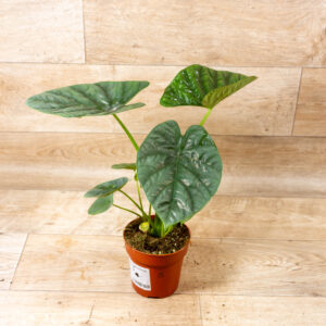 Alocasia lukiwan 005