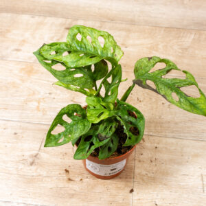 Monstera adansonii mint 001