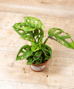 Monstera adansonii mint 001
