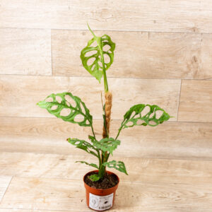 Monstera obliqua peru 001