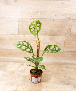 Monstera obliqua peru 001