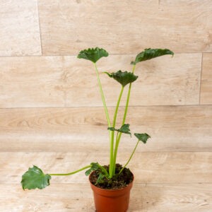 Alocasia triangularis 001