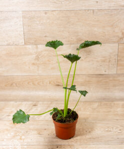 Alocasia triangularis 001