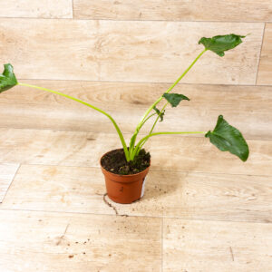 Alocasia triangularis 002