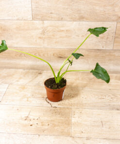 Alocasia triangularis 002