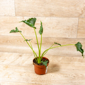 Alocasia triangularis 003