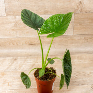 Alocasia lukiwan 007
