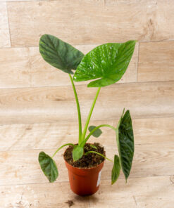 Alocasia lukiwan 007