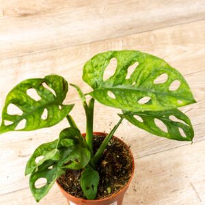 Monstera adansonii mint 002